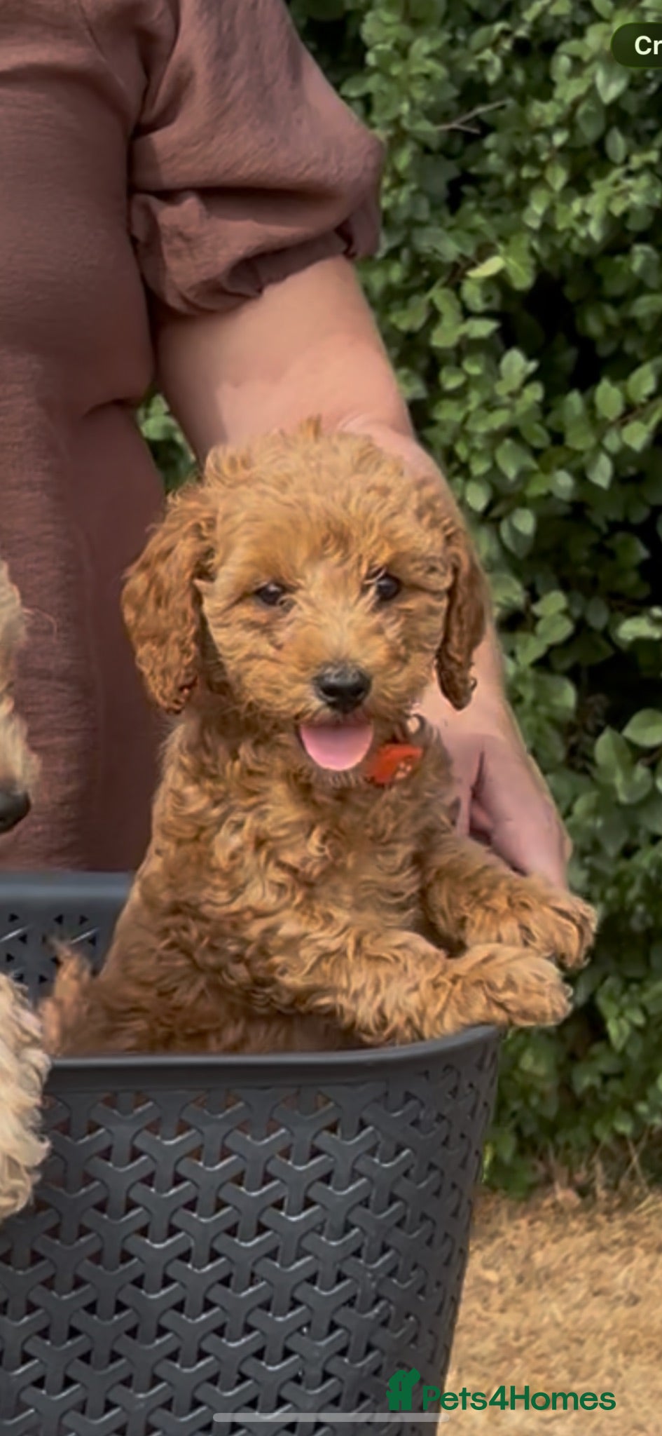 Cockapoo dogs Curly cockatoo  - Advert 7