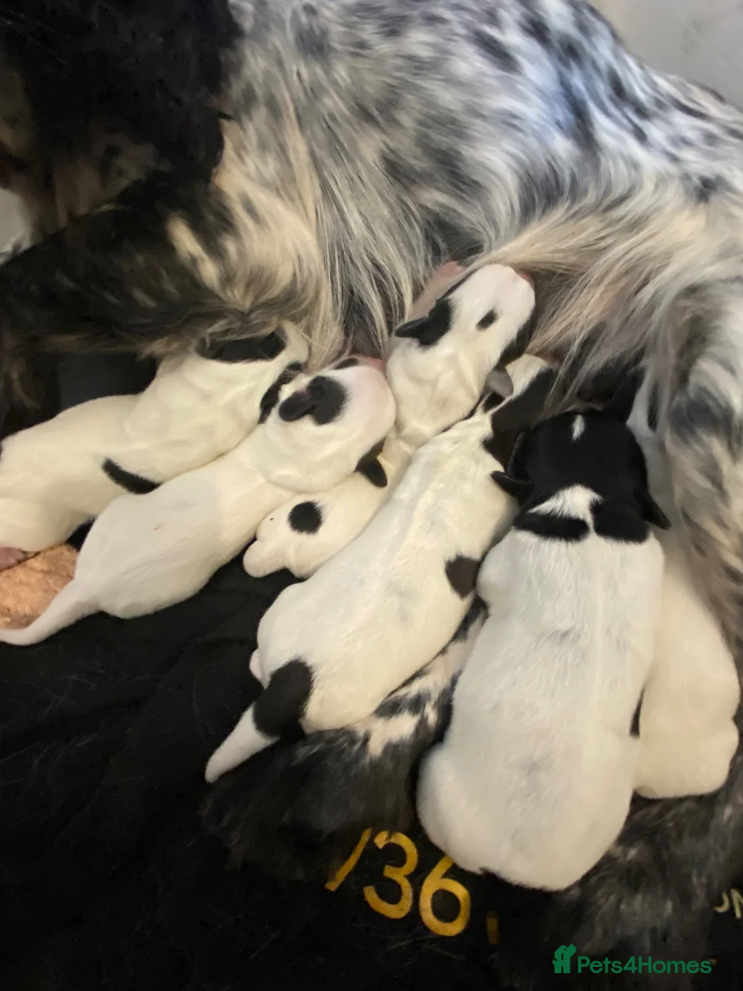 Mixed Breed dogs for sale: Working cocker x Russell  - Advert 2