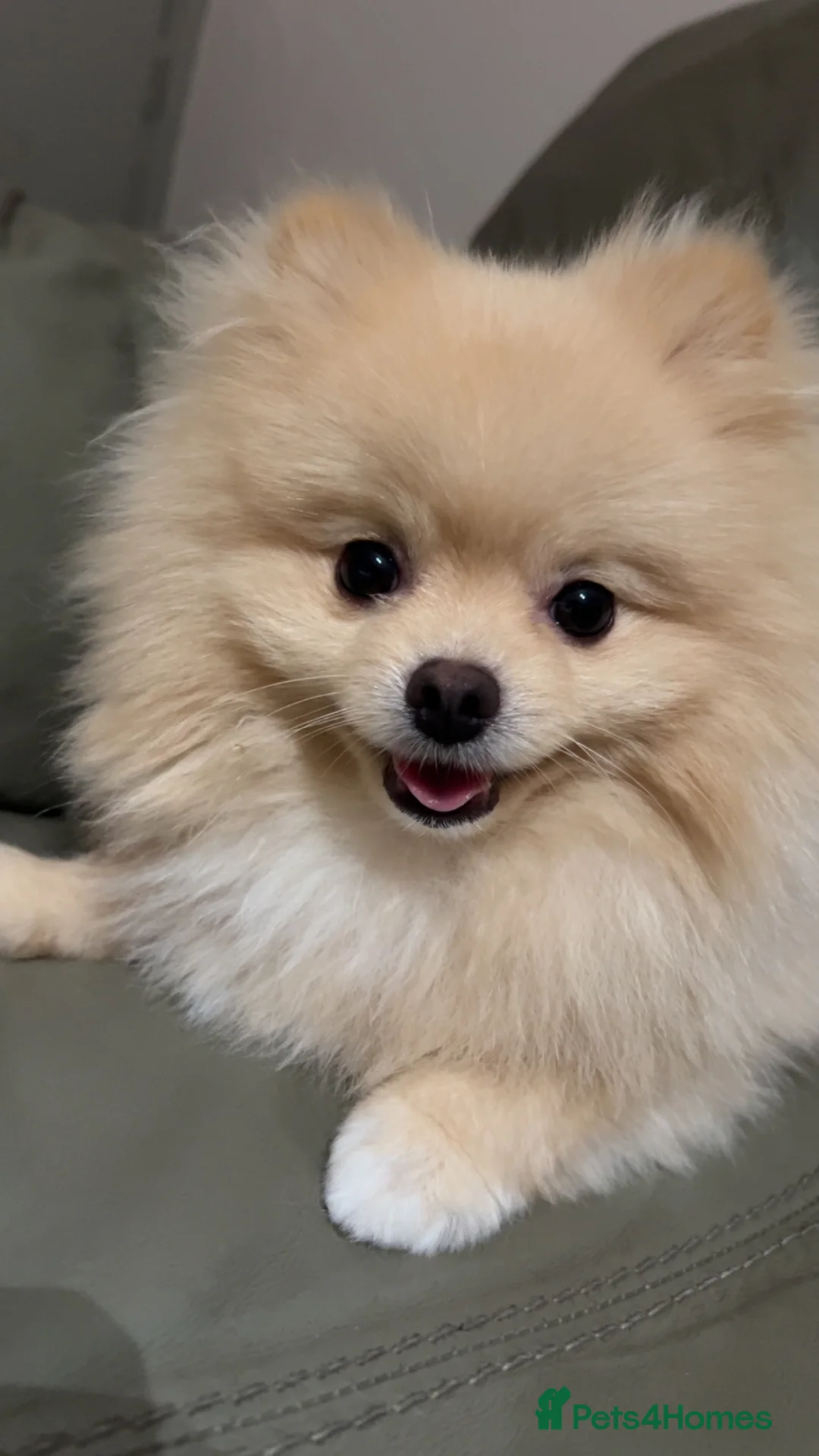 Pomeranian dogs for sale: Junior - Advert 6