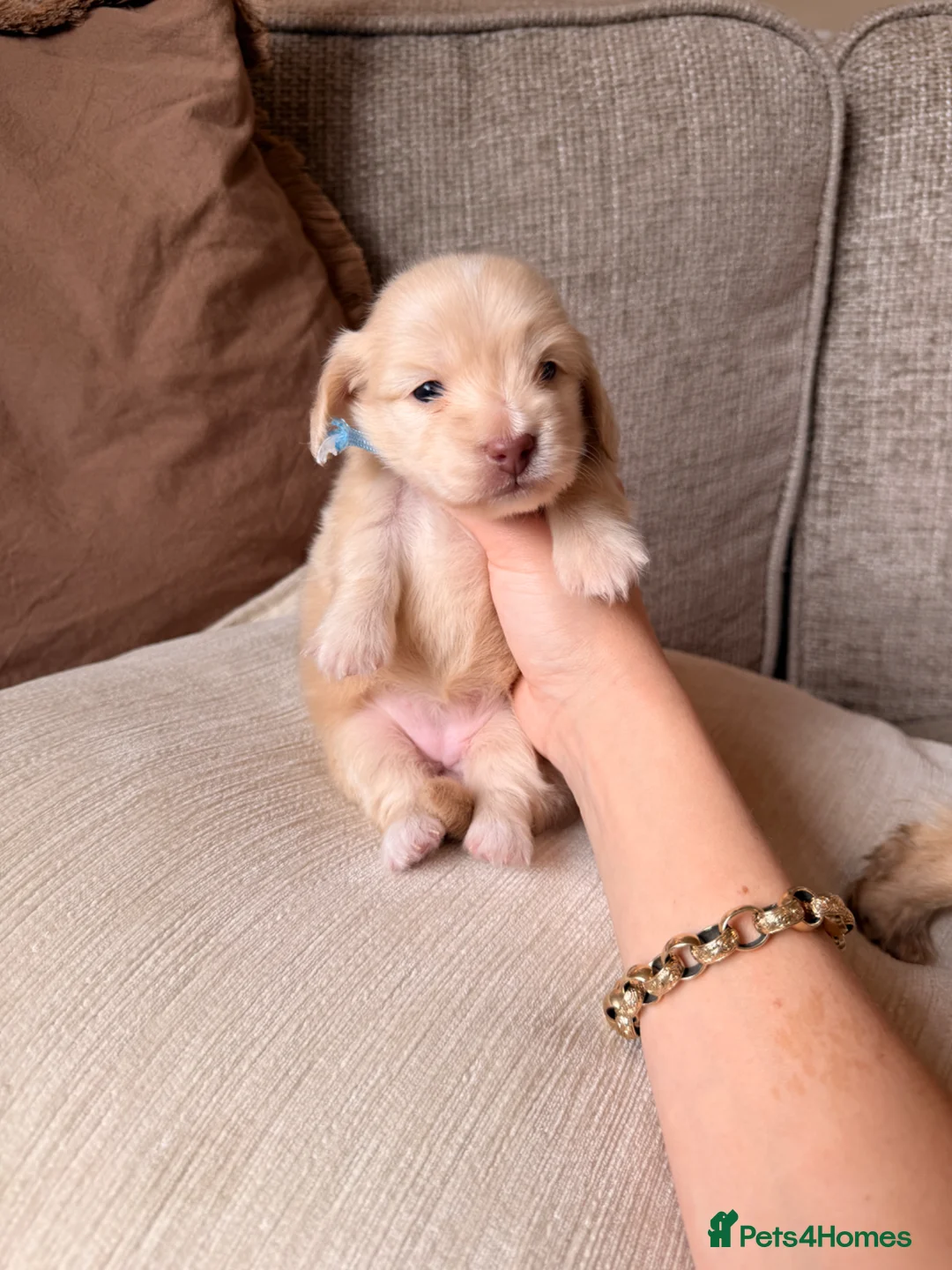 Miniature Dachshund dogs for sale: Long Haired EEII CREAM Miniature Dachshunds  - Advert 12