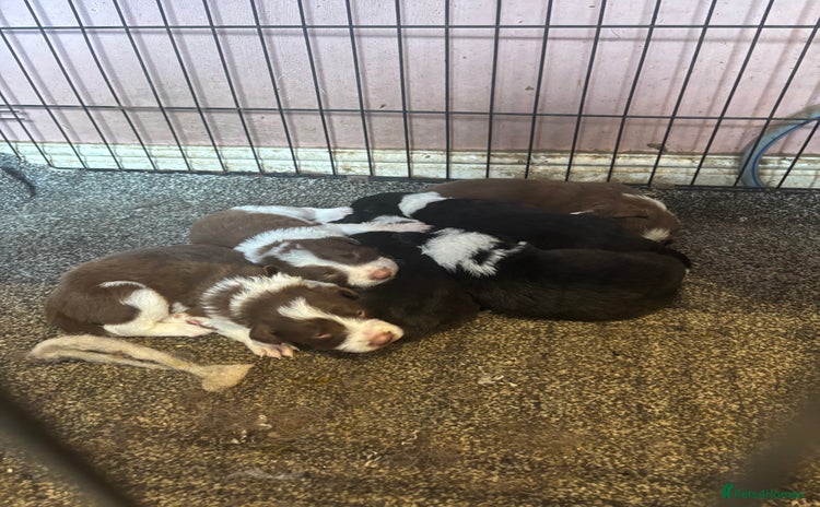 Border Collie dogs - Advert 1