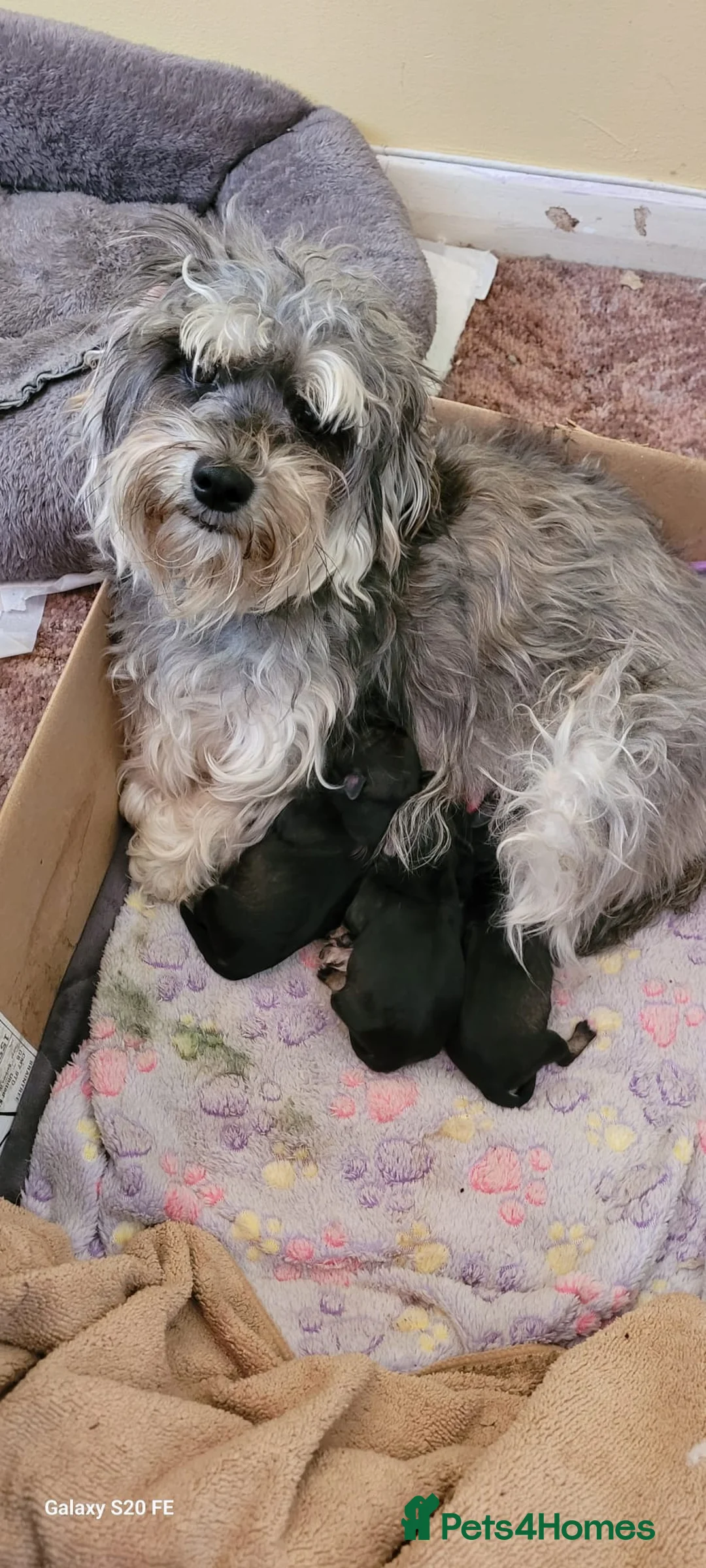 Schnoodle dogs for sale: 4 Beautiful loving, schnoodles - Advert 15