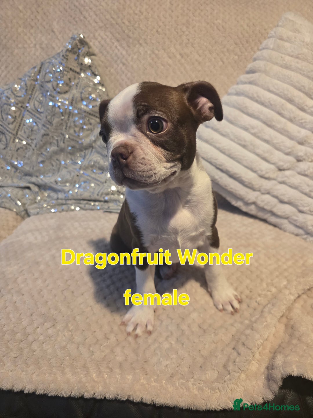 Boston Terrier dogs for sale: Beautiful Family Bostons  - Advert 2