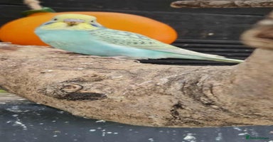 Budgerigars birds - Advert 14