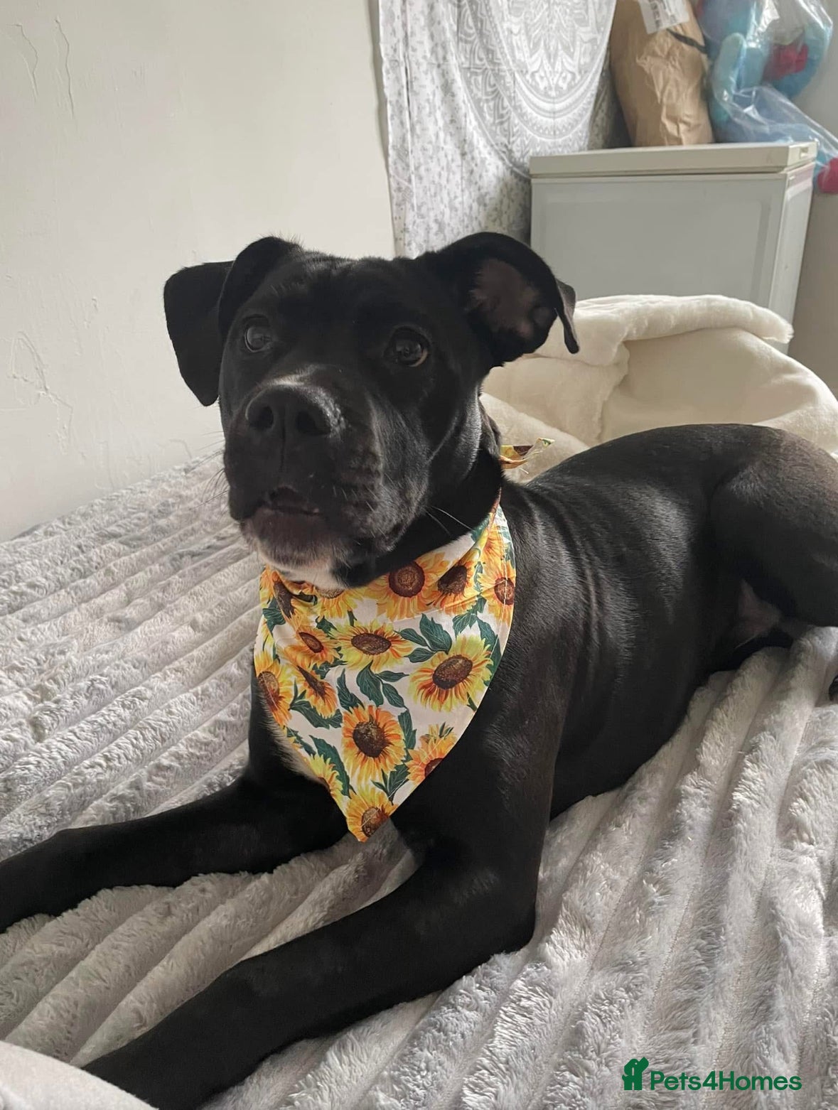 Mixed Breed dogs Luna – Loving 2-Year-Old staffie Dog - Advert 1