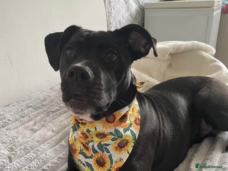 Mixed Breed dogs Luna – Loving 2-Year-Old staffie Dog - Advert 1