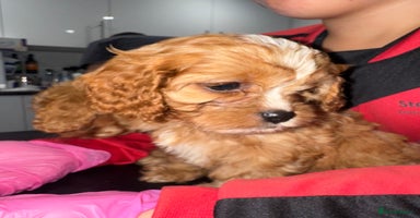 Cavapoo dogs 🌟 Beautiful F1 Cavapoo Girl  🌟 - Advert 2