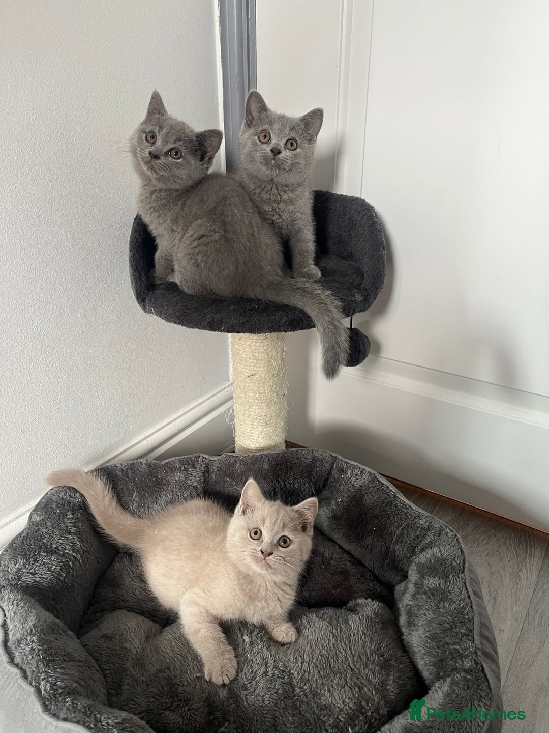 British Shorthair cats for sale: Beautiful British Shorthair Girls Available  - Image 2
