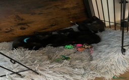 Russian Blue cats for sale: Beautiful Russian Blue x kittens READY NOW - Image 8