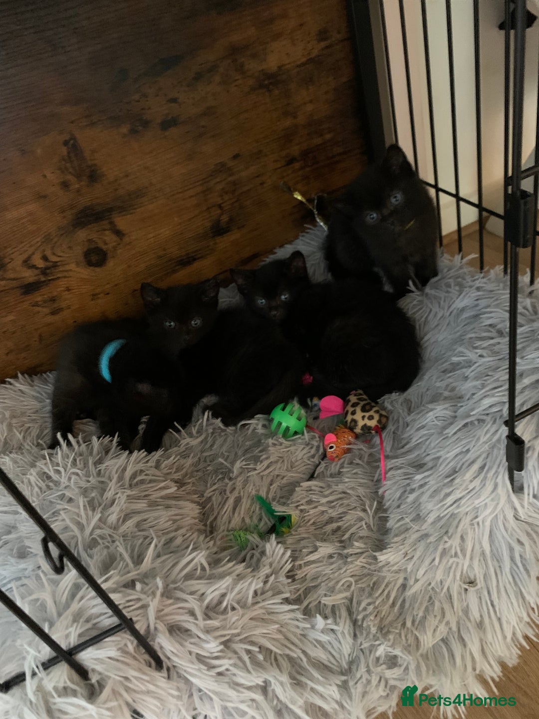 Russian Blue cats for sale: Beautiful Russian Blue x kittens READY NOW - Image 8