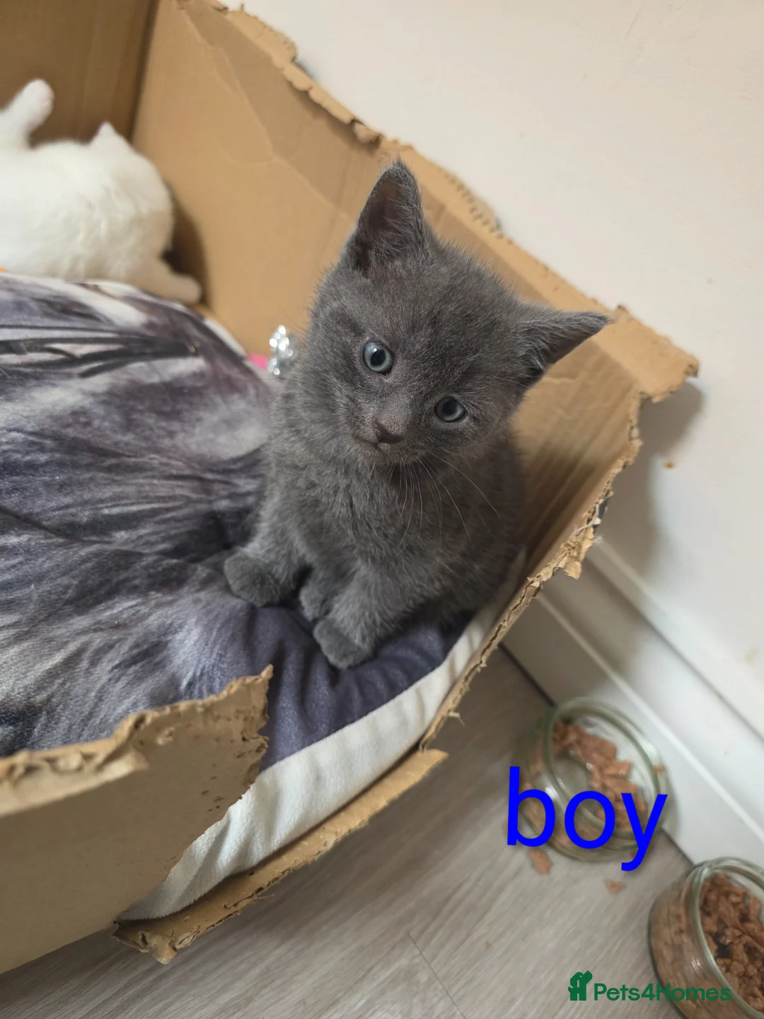 Mixed Breed cats for sale: Half turkish van kittens  - Advert 15