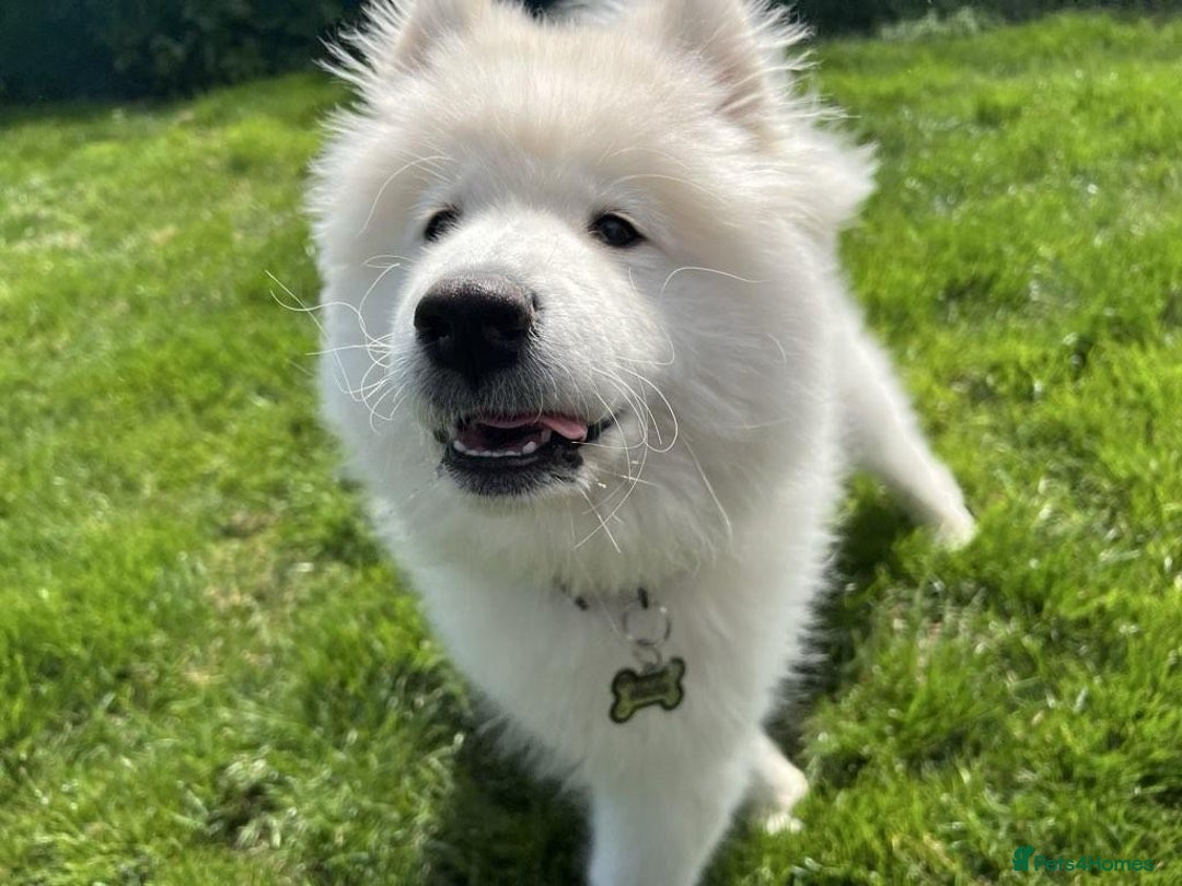 Samoyed dogs for sale: 10 Month Old Samoyed Ready for His Forever Home! - Advert 13