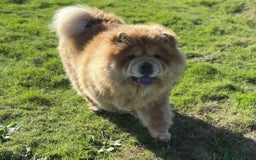 Chow Chow dogs for sale: The biggest teddy bear you will ever meet !  - Image 1