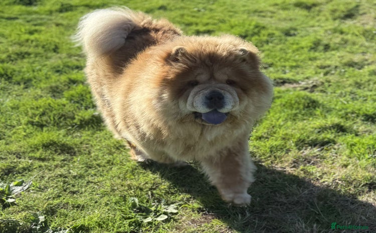 Chow Chow dogs - Advert 1