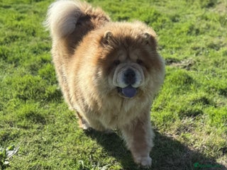 Chow Chow dogs - Advert 1
