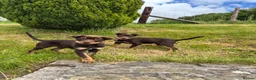 Australian Kelpie dogs for sale: Last 2 Vaccinated Australian Kelpie Puppies - Advert 5