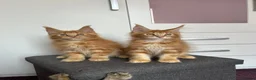 Maine Coon cats for sale: ✨5 Gorgeous GCCF Pure Bred MC kittens  in Burton-on-Trent - Advert 6