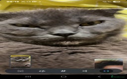 British Shorthair cats for sale: British short hair  - Image 4