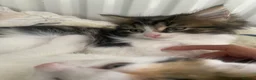 Mixed Breed cats for sale: Kittens  in Northampton - Advert 3