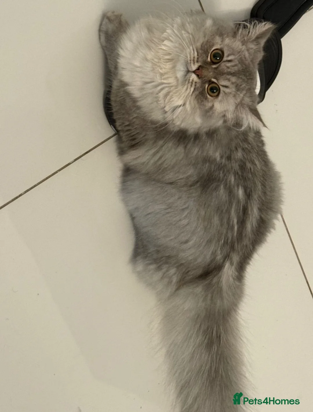 British Longhair cats for sale: 7 months old kitten  - Advert 2