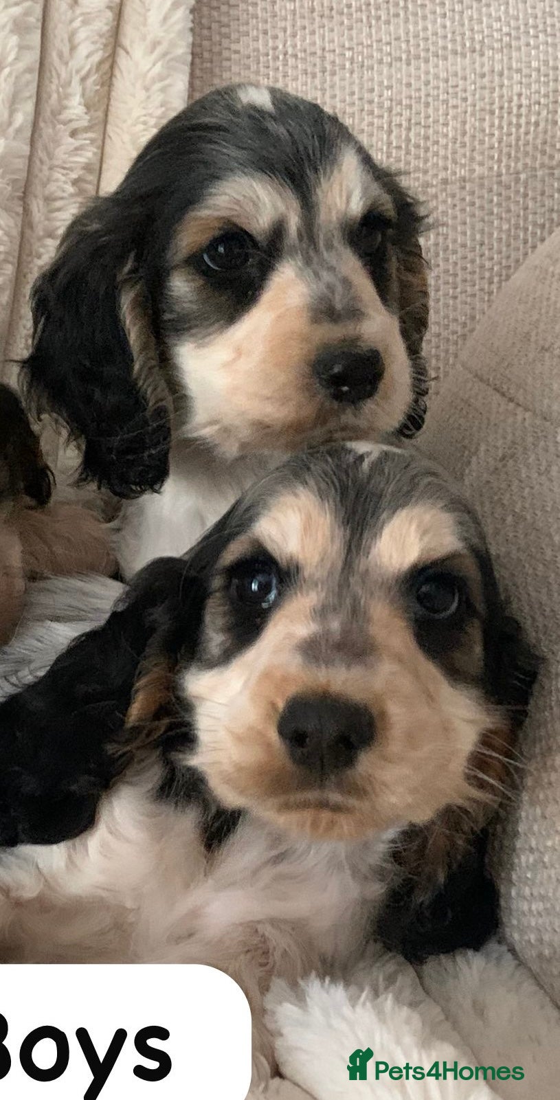 Cocker Spaniel dogs Beautiful Show Cocker Spaniels - Advert 1
