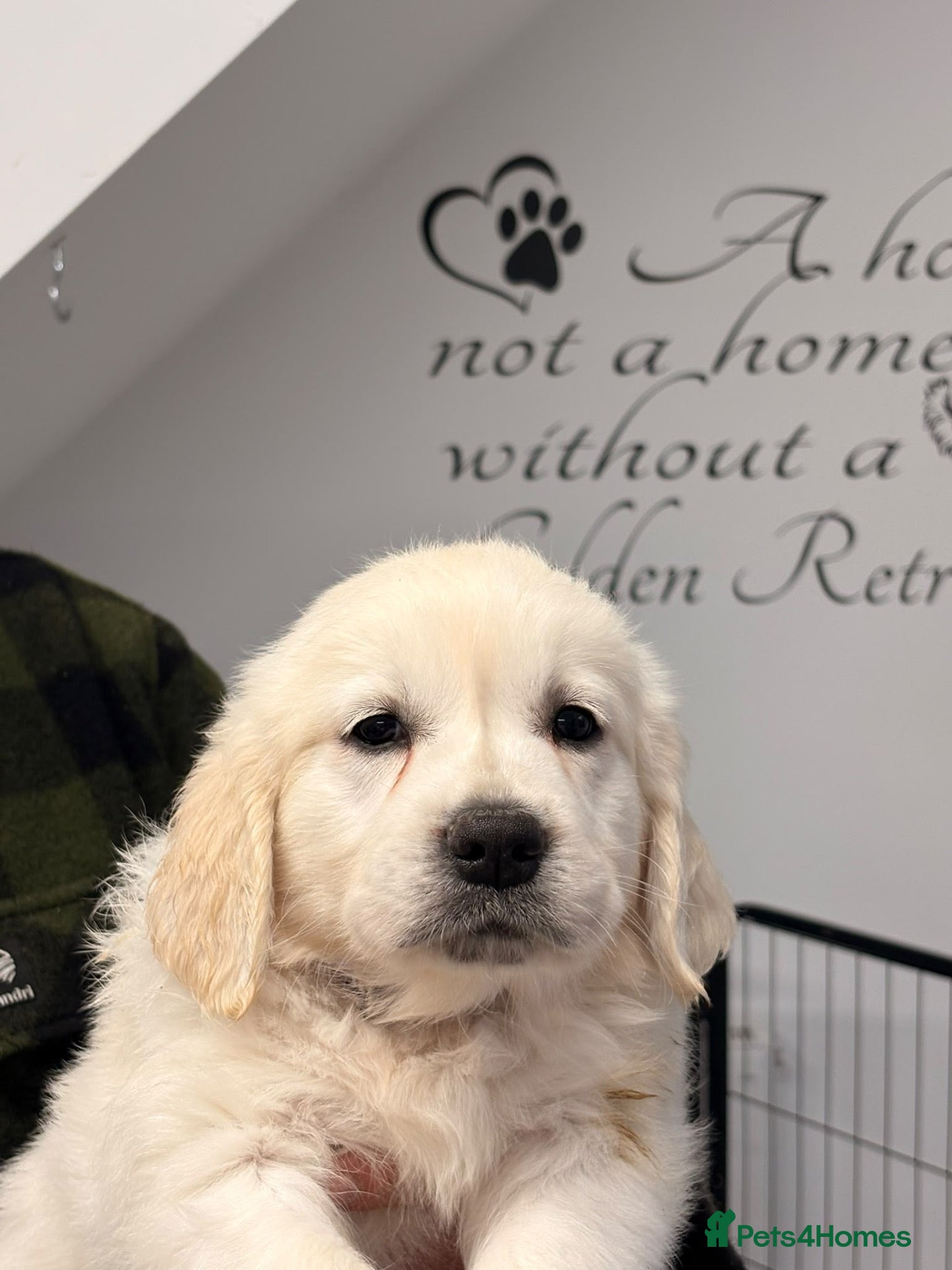 Golden Retriever dogs for sale: Kc registered fully health tested parents  - Advert 2