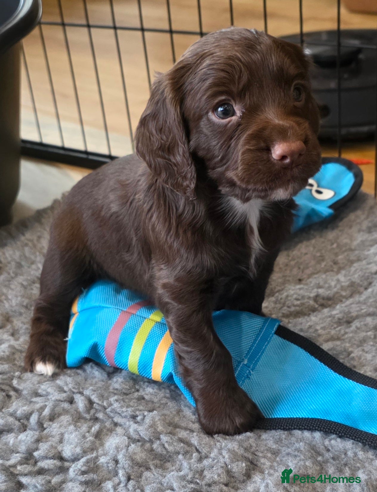 Cocker Spaniel dogs Exceptional Working Cocker Spaniel Pups - Advert 14