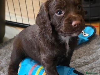 Cocker Spaniel dogs Exceptional Working Cocker Spaniel Pups - Advert 14