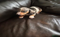 Miniature Dachshund dogs for sale: Dachshund puppies boys and girls ready now - Image 18
