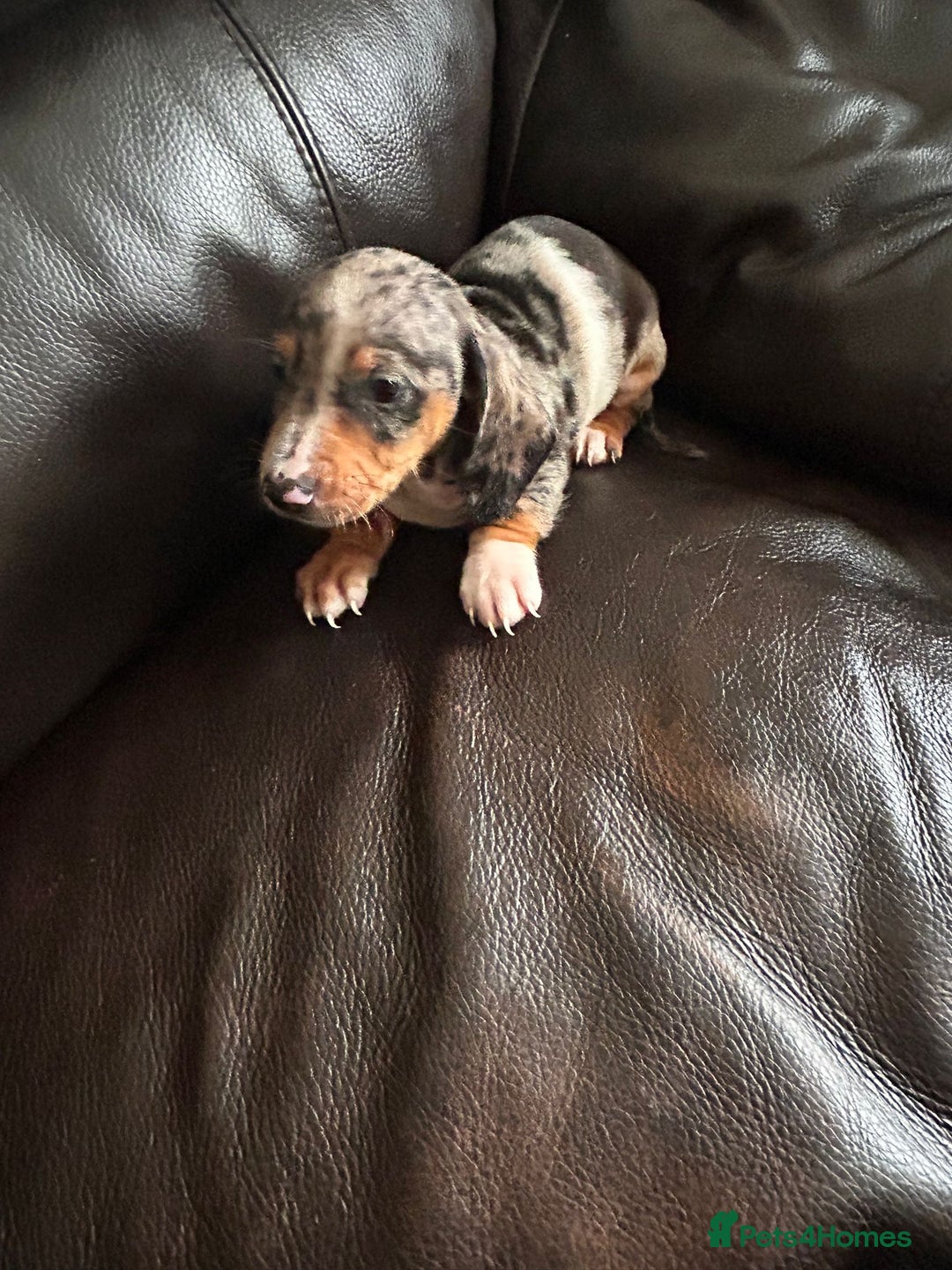 Miniature Dachshund dogs for sale: Dachshund puppies boys and girls ready now - Image 18