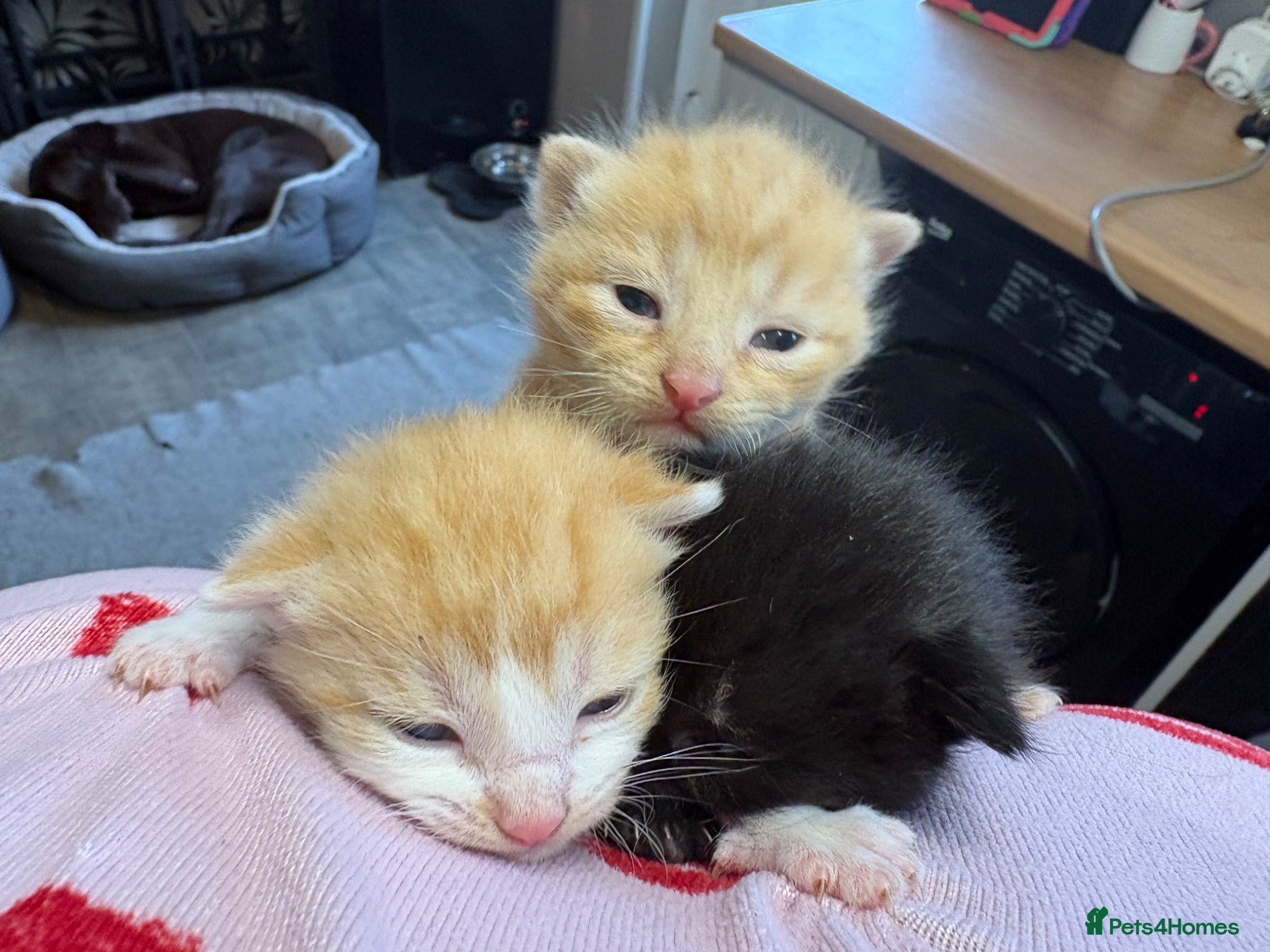 Mixed Breed cats 3 Beautiful kittens - Advert 1