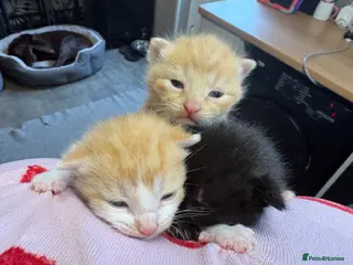 Mixed Breed cats 3 Beautiful kittens - Advert 1