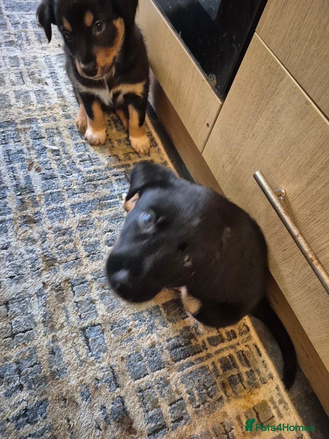 Mixed Breed dogs for sale: Male Collie x Kelpie Puppy ready to go black + tan - Advert 4