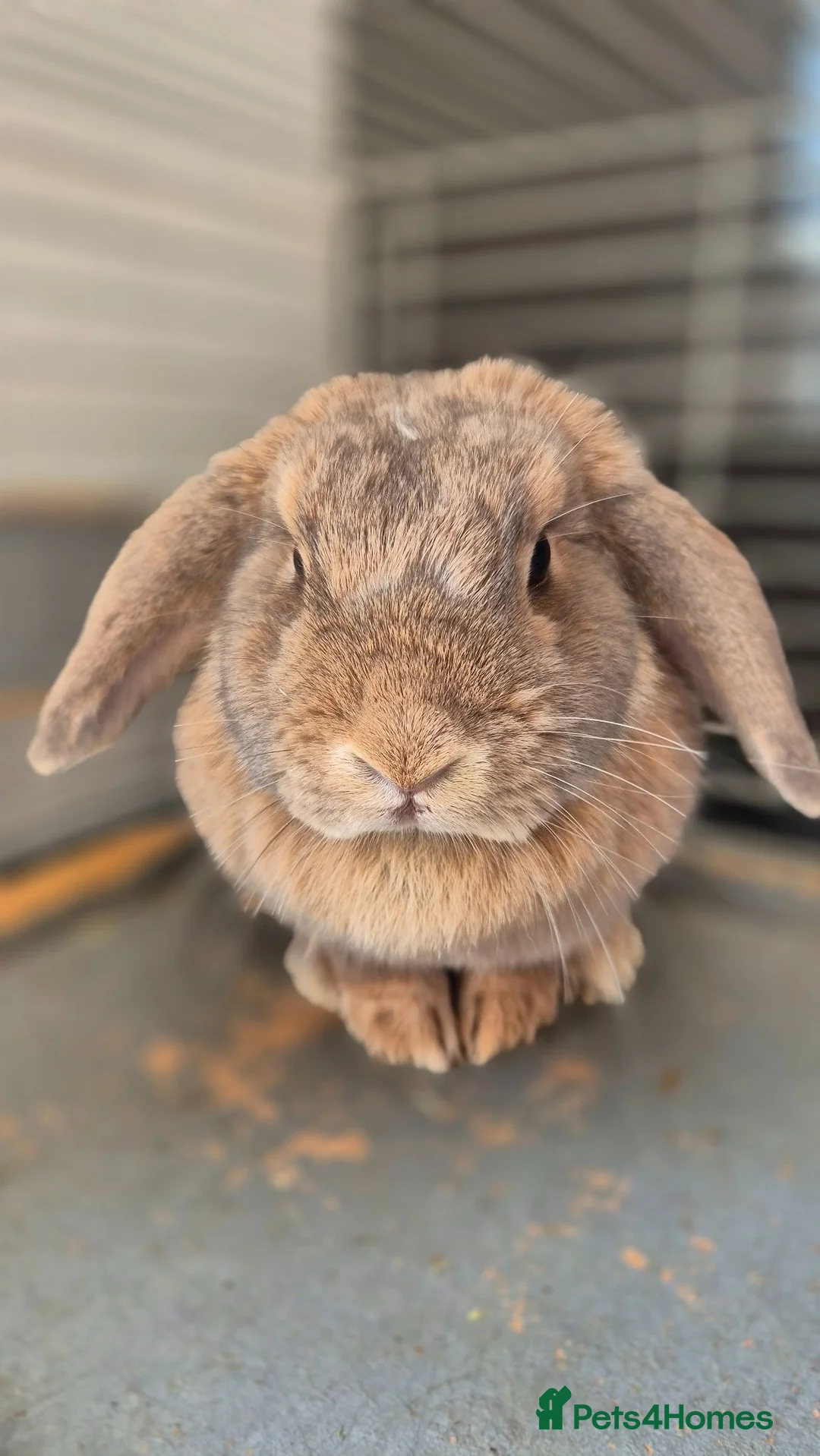 Mini Lop rabbits for sale: Adorable Mini lop girl with all accessories in Lincoln - Advert 1