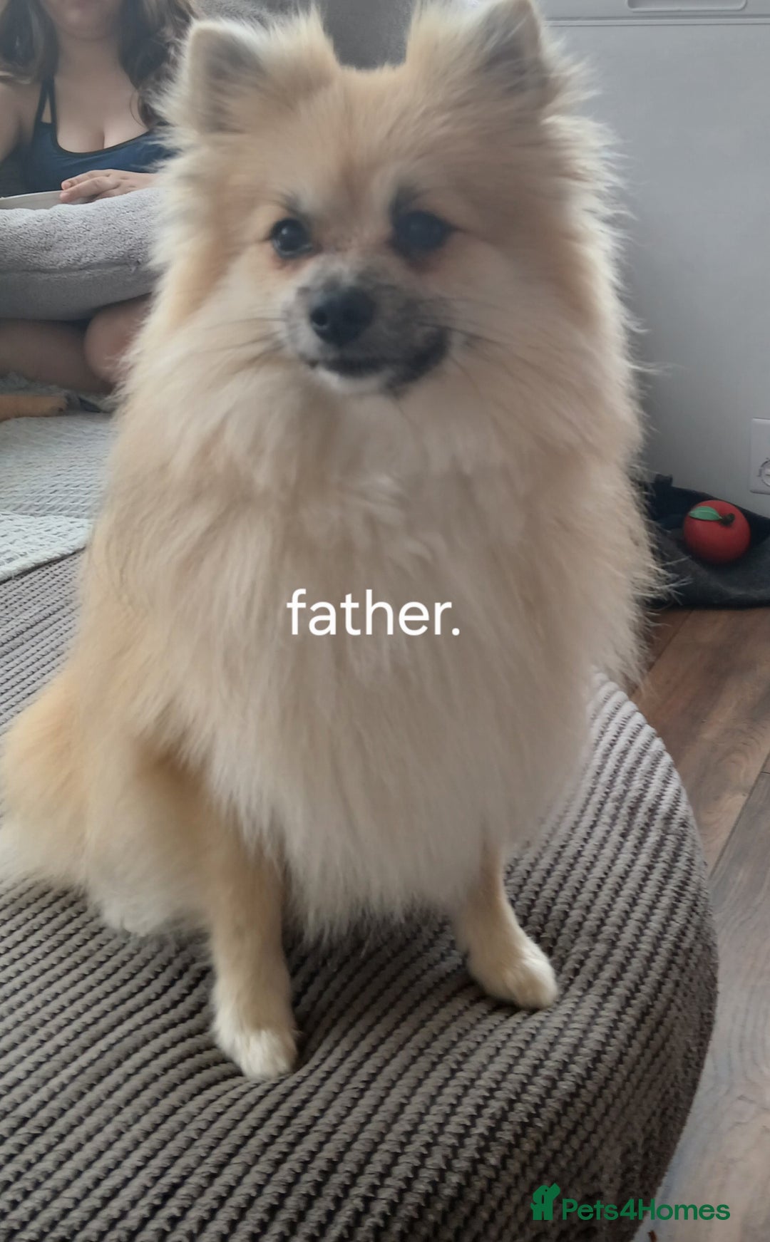 Pomeranian dogs for sale: Two male pom pups ready by 4th oct 25 - Image 8