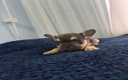 French Bulldog dogs for sale: KC Fluffy Carriers Isabella French Bulldogs puppy - Image 38