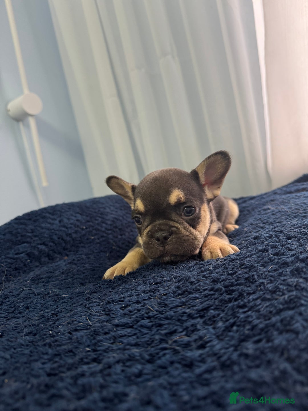French Bulldog dogs for sale: KC Fluffy Carriers Isabella French Bulldogs puppy - Image 38