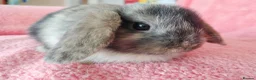 Mini Lop rabbits for sale: Baby mini lops for sale  - Advert 2