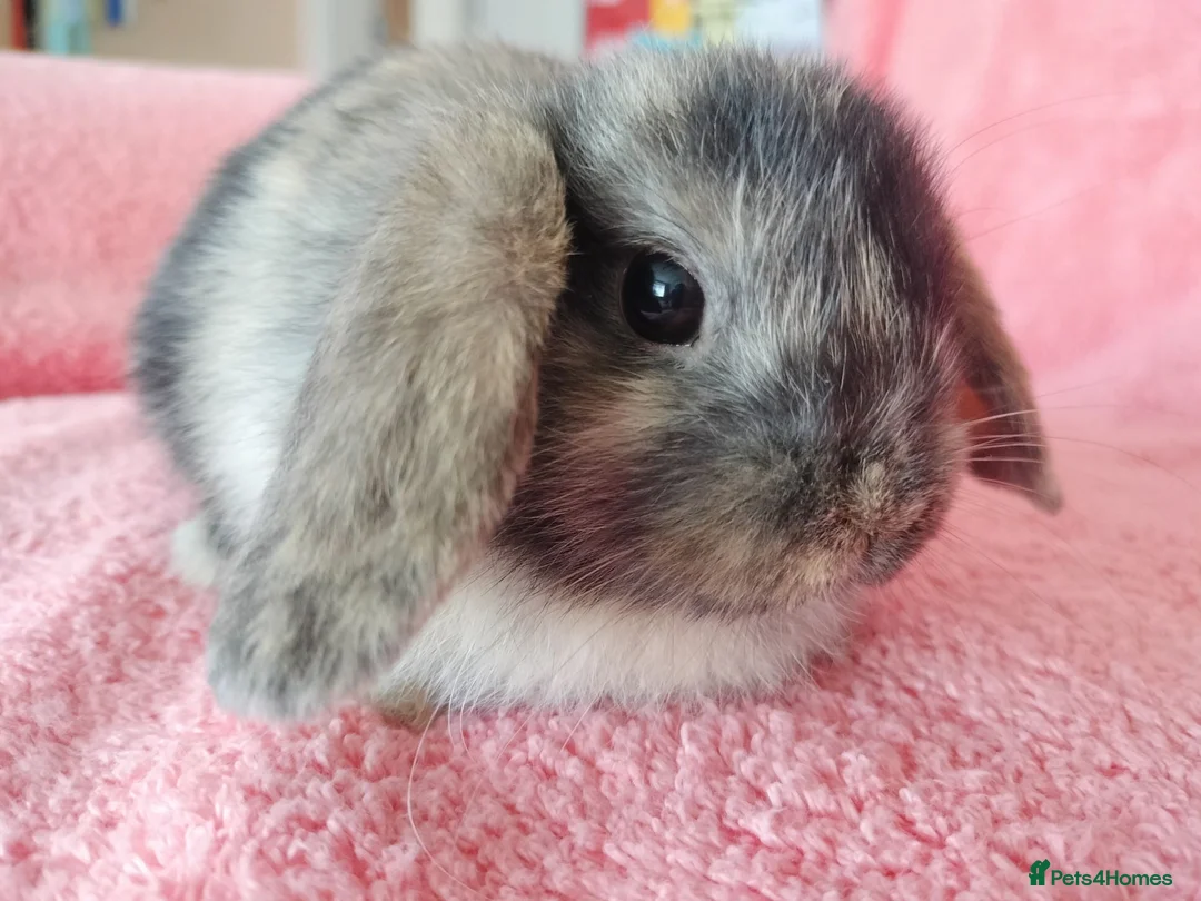 Mini Lop rabbits for sale: Baby mini lops for sale  - Advert 2