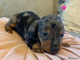 Dachshund dogs Beautiful Dachshund Puppies for sale - Advert 1