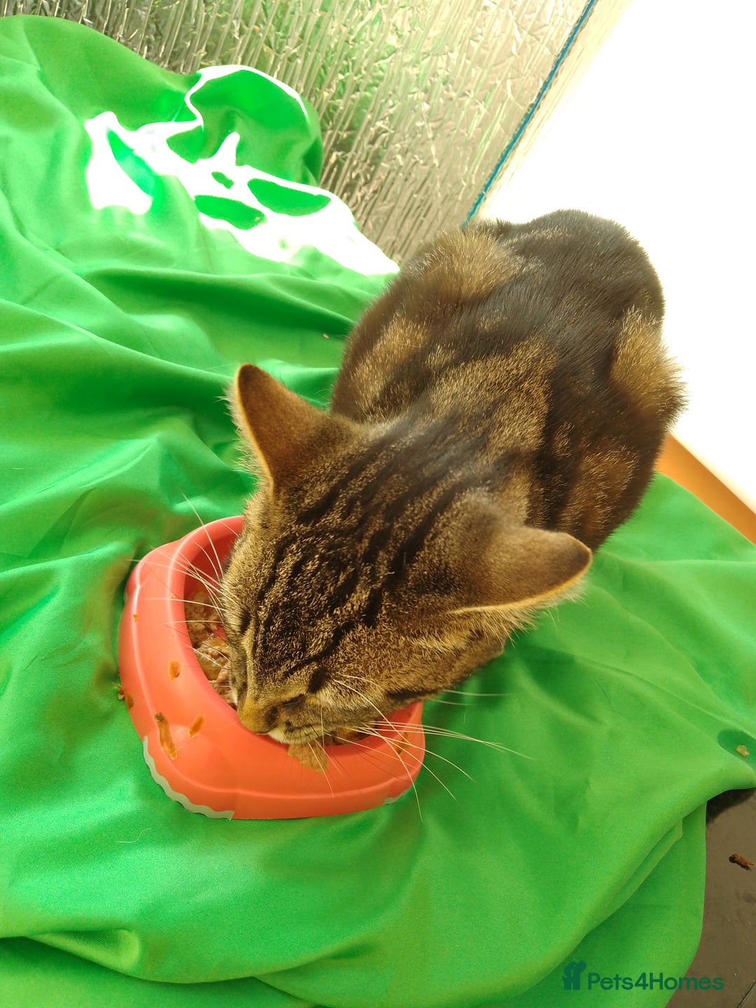Mixed Breed cats for sale: Healthy microchiped  11 months male - Image 3