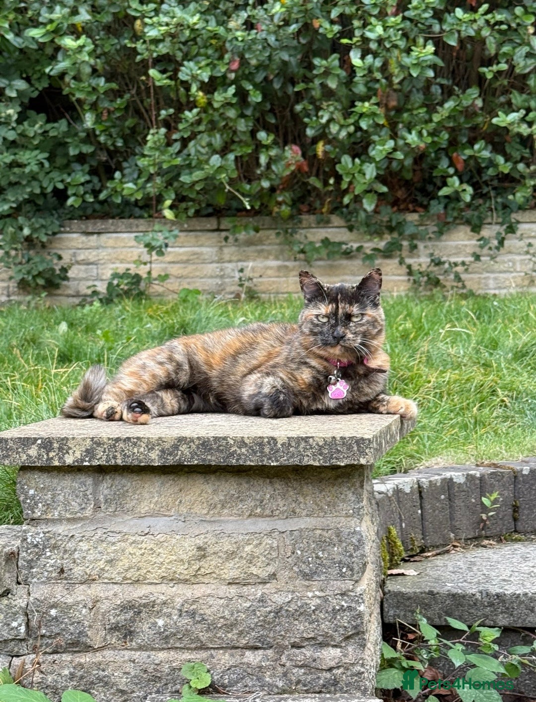 Domestic Shorthair cats for sale: Two loving cats for sale - Advert 3