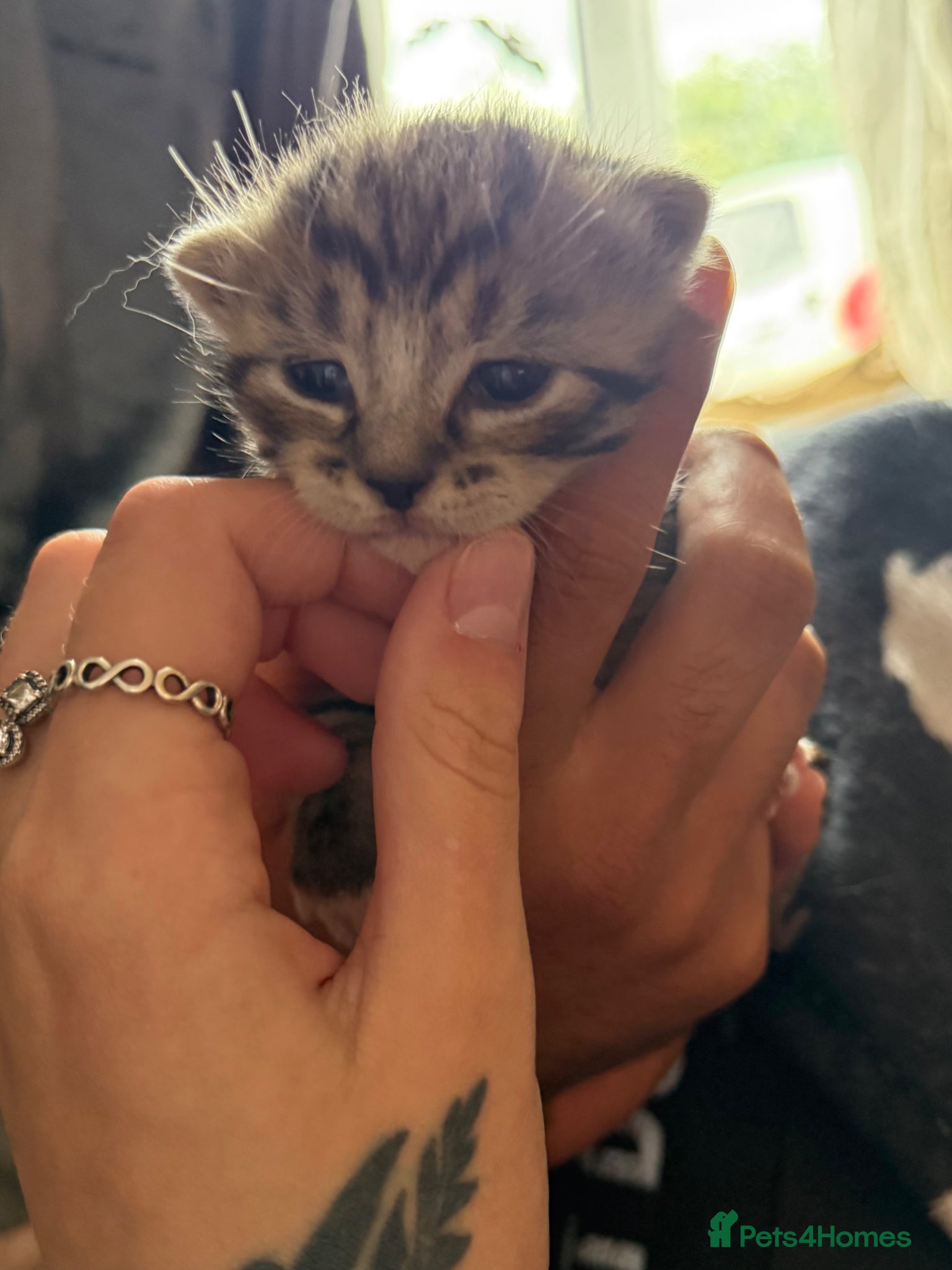 British Shorthair cats Bsh cross kittens  - Advert 10