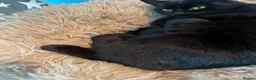 Domestic Shorthair cats for sale: ⭐️READY NOW!! ⭐️Gorgeous Black kittens🐈‍⬛ - Advert 4