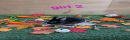 Netherland Dwarf rabbits for sale: Beautiful babies  - Advert 2