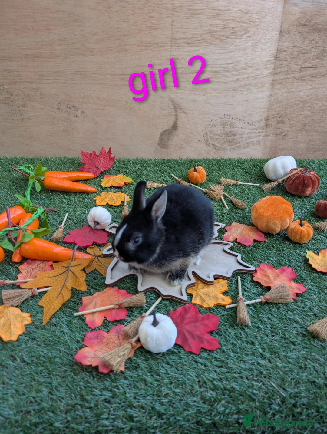 Netherland Dwarf rabbits for sale: Beautiful babies  - Advert 2