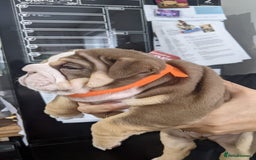 English Bulldog dogs for sale: Forever homes  - Image 11