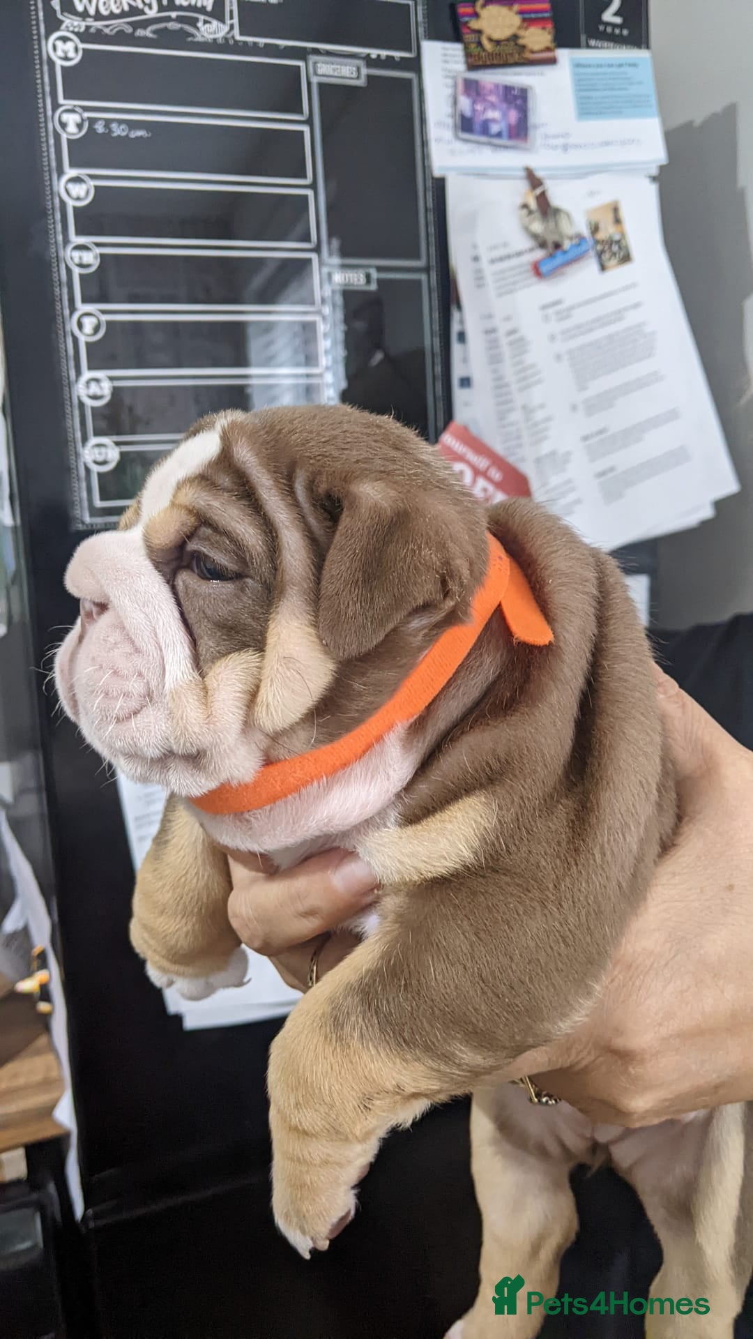 English Bulldog dogs for sale: Forever homes  - Image 11