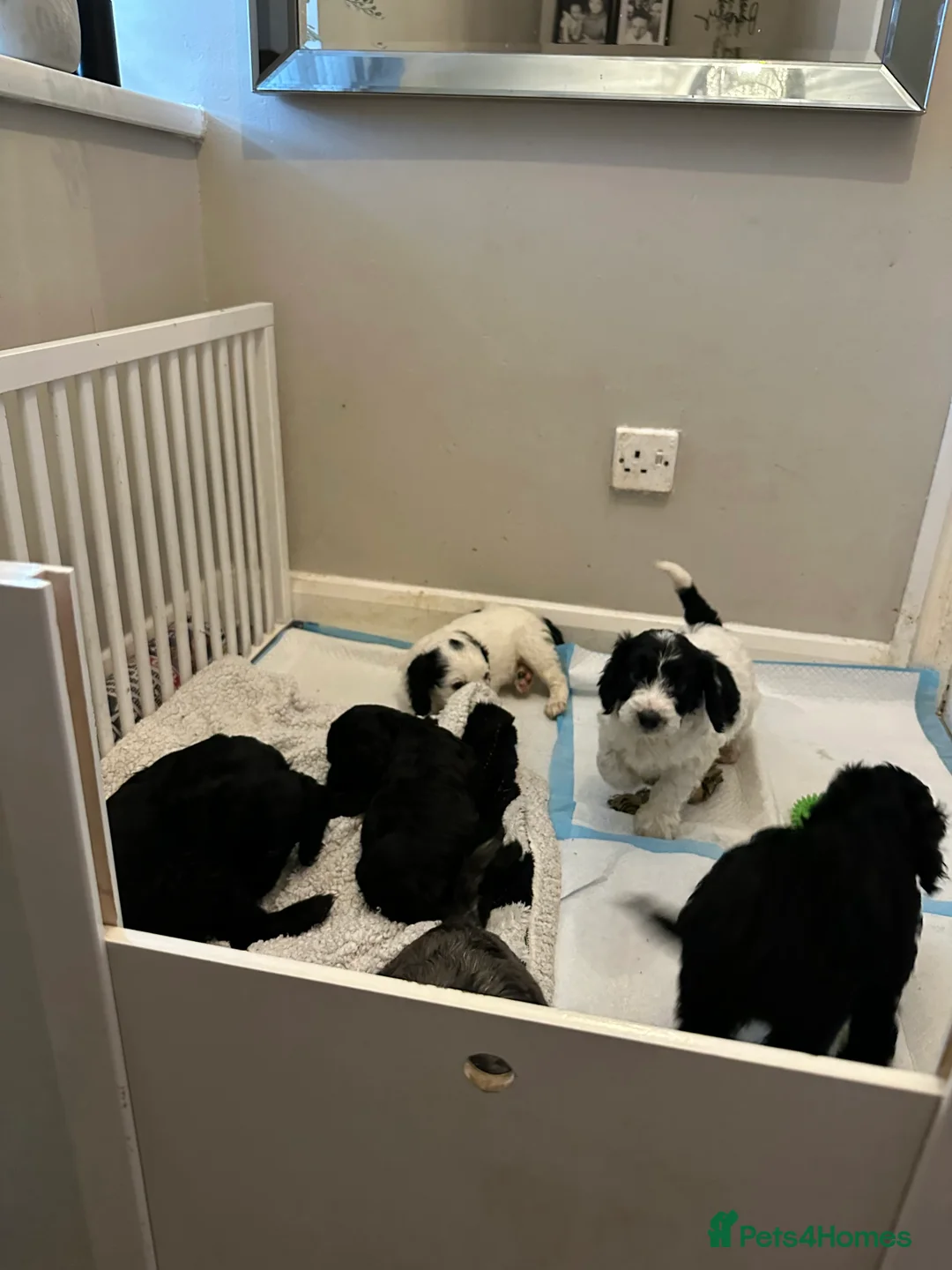 Cockapoo dogs for sale: Beautiful litter of Cockapoo Puppies - Advert 2