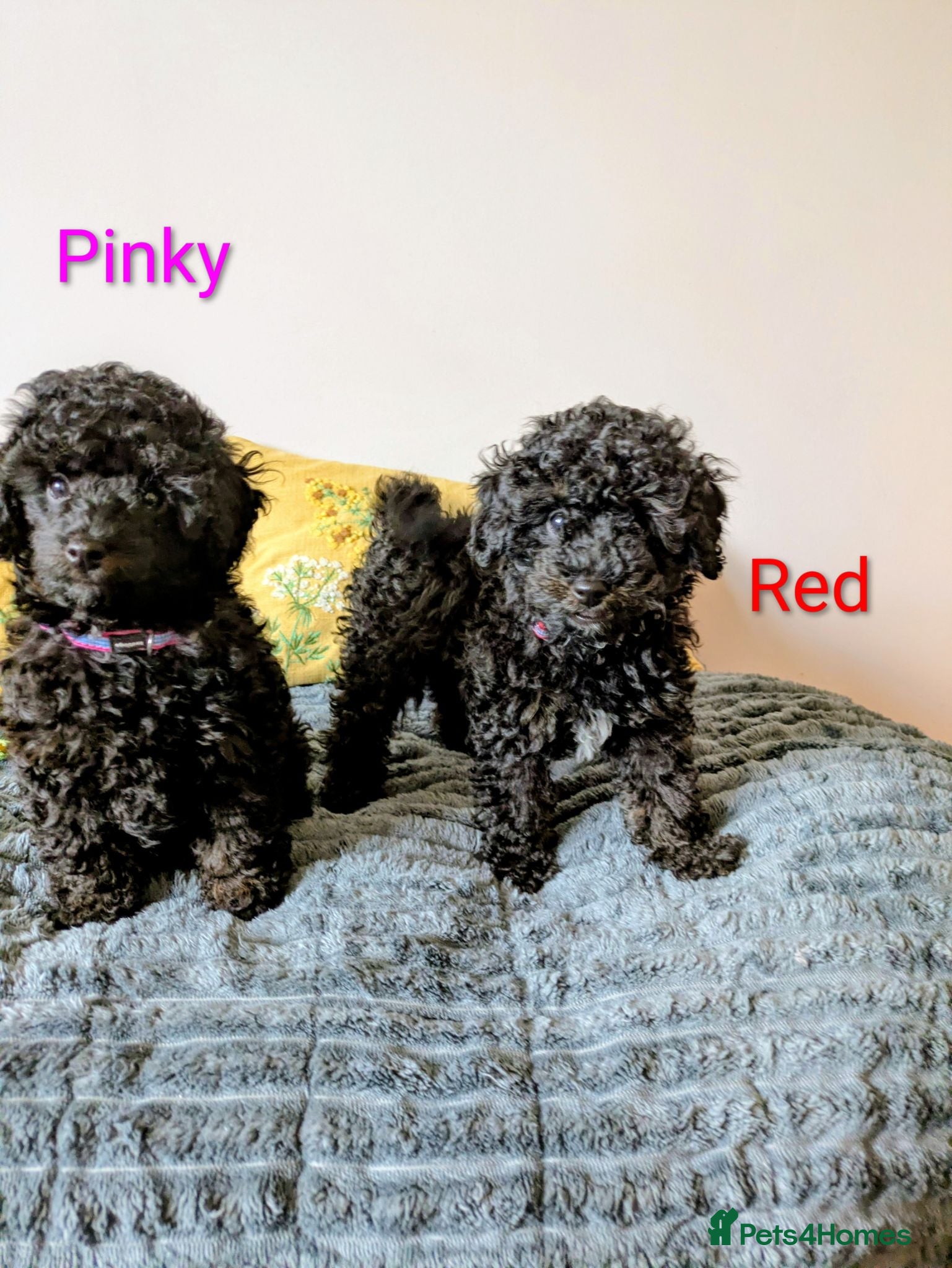 Toy Poodle dogs Toy poodlegirls KC , fully vac 10 weeks old  - Advert 3